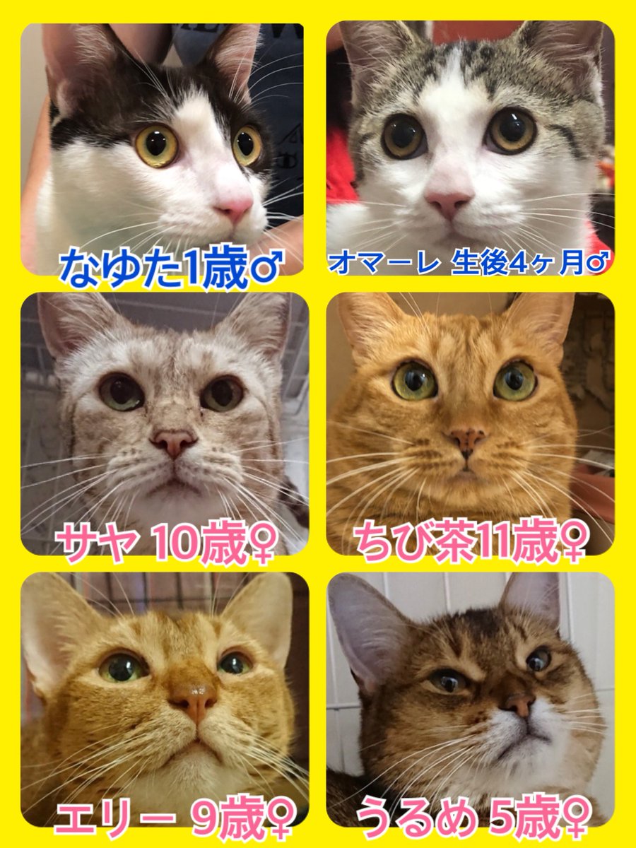 🐾今日の里親様募集中ニャンコ🐱メンバーです🐾天神橋店のTwitterのアドレスが変わりました！2019,9,17